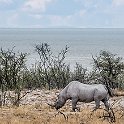213 FacebookHeader NAM OSHI Etosha 2016NOV26 094  My first sighting of a black rhino and I can see why you wouldn't want to get on the wrong side of agitated mass of up to 1.8m tall, 3.8m long & 1400kg (6ft tall, 16ft long & 3100lb).    Beautiful and majestic creature none the less. — @ Etosha National Park, Oshikoto, Nambia : 2016, 2016 - African Adventures, Africa, Date, Etosha National Park, Month, Namibia, November, Oshikoto, Places, Southern, Trips, Year
